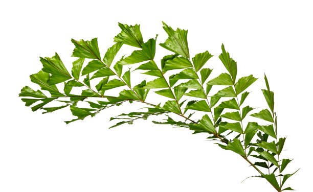 Hyponychium: What It Is and How to Care for It